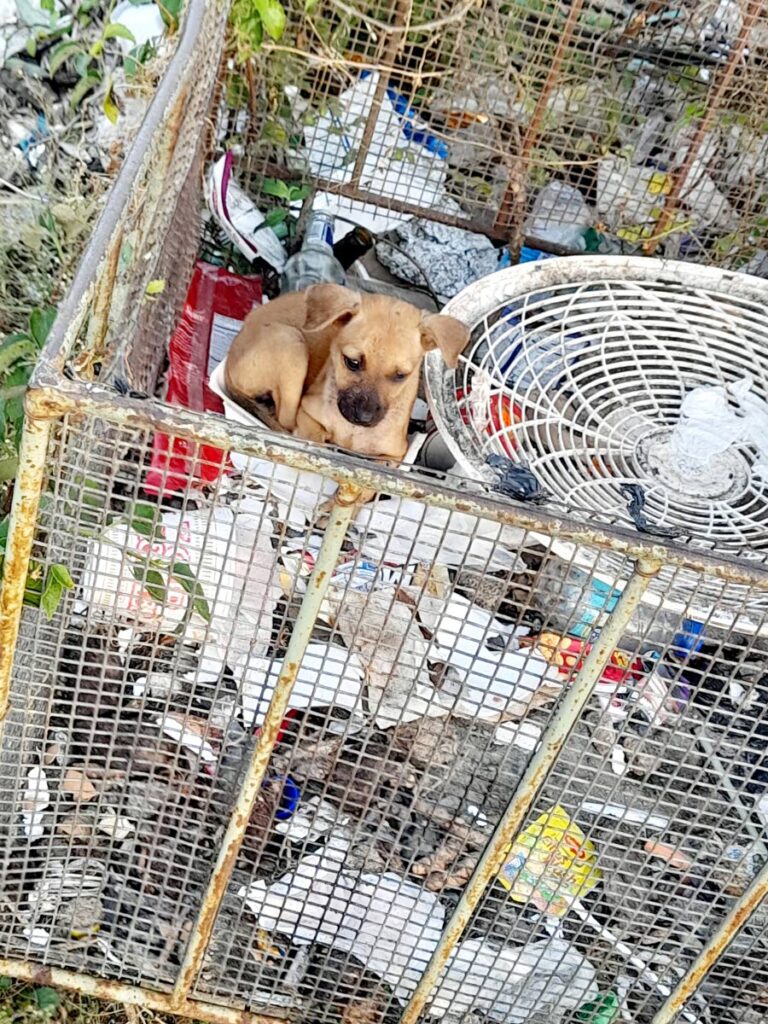 A puppy which was gound in  a dumpster on May 11. - ELSPETH DUNCAN