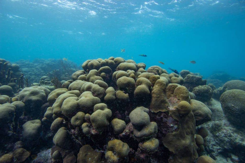 Coral Gardens reef found in the Buccoo Reef Marine Protected Area.TT has a number of environmental policies and plans that have yet to be legislated and enforced like the draft Buccoo Reef Marine Park Bill.