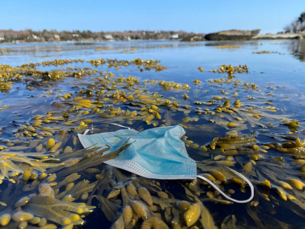  A surgical mask floats among seaweed in the water: In a 2022 Ocean Conservancy report, discarded single-use plastics worsened during the covid19 pandemic with the increased use of personal protective equipment. -  Photo courtesy The Ocean Agency/Ocean Image Bank