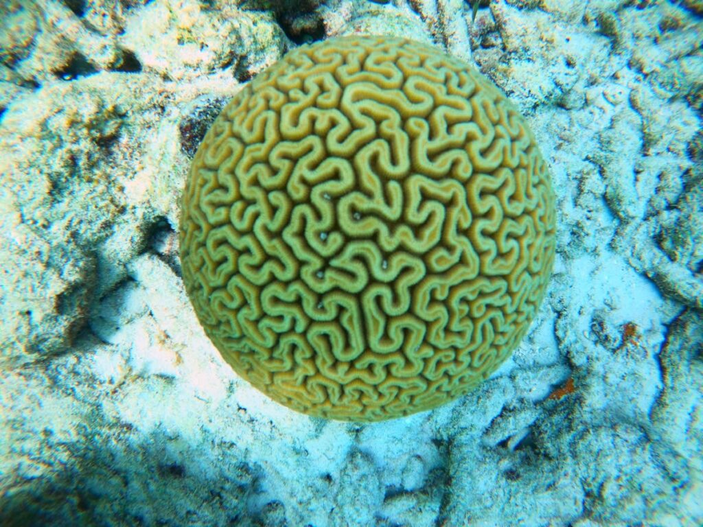 Brain coral. Much more work needs to be done to unravel the mysterious coral reproductive cycle. - 