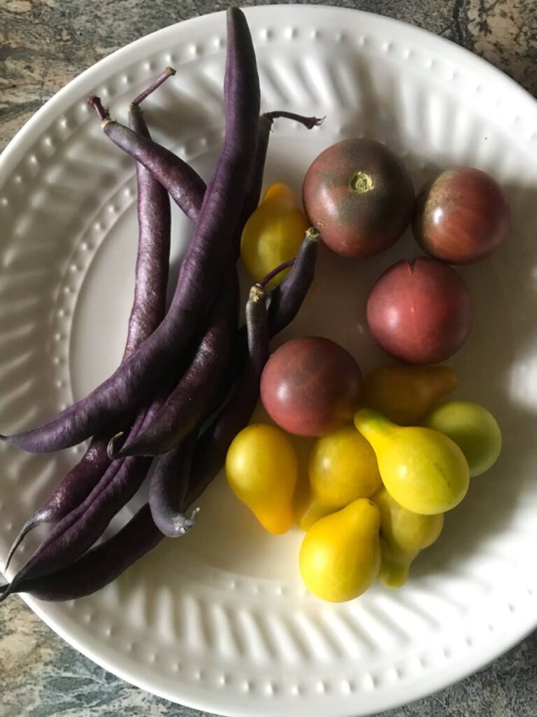 Royal burgundy bush beans, yellow pear tomatoes and red cherry tomatoes. - 