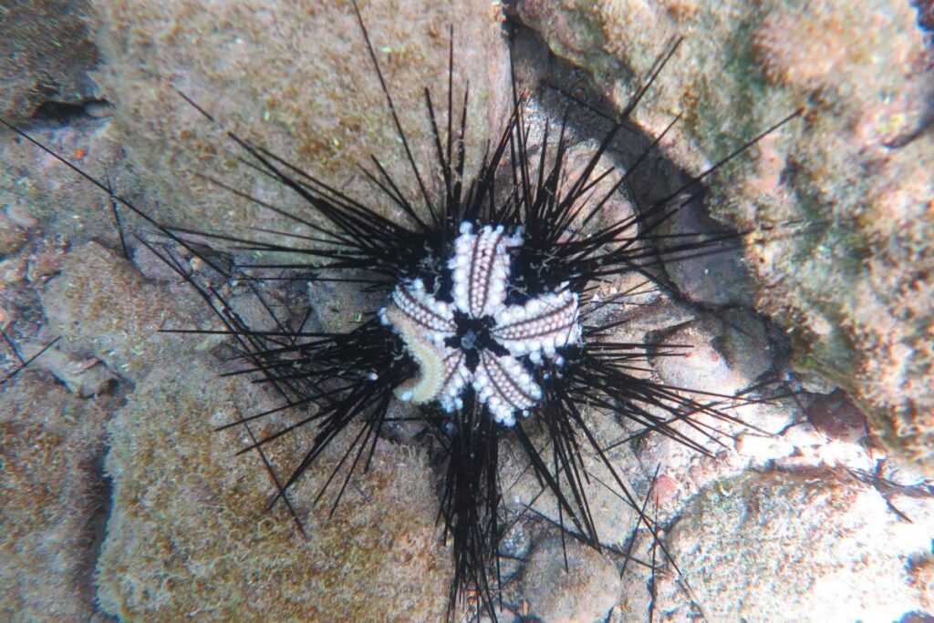 Sick, dying Diadema with high loss of spines.  - Photo courtesy Dr Kimani Kitson-Walters (Caribbean Netherlands Science Institute), sourced from AGRRA Diadema Response Network.