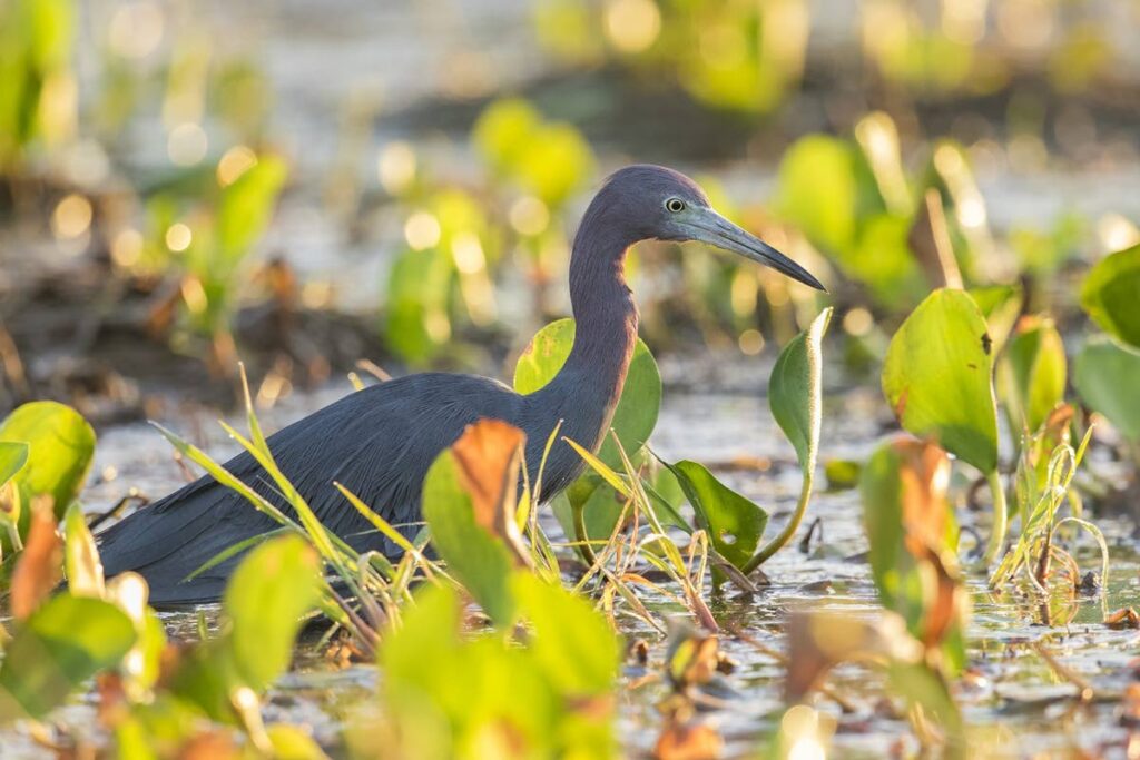 A Little Blue Heron hunts obsessively at the crack of dawn.