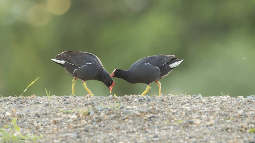 A pair of Common Gallinules 