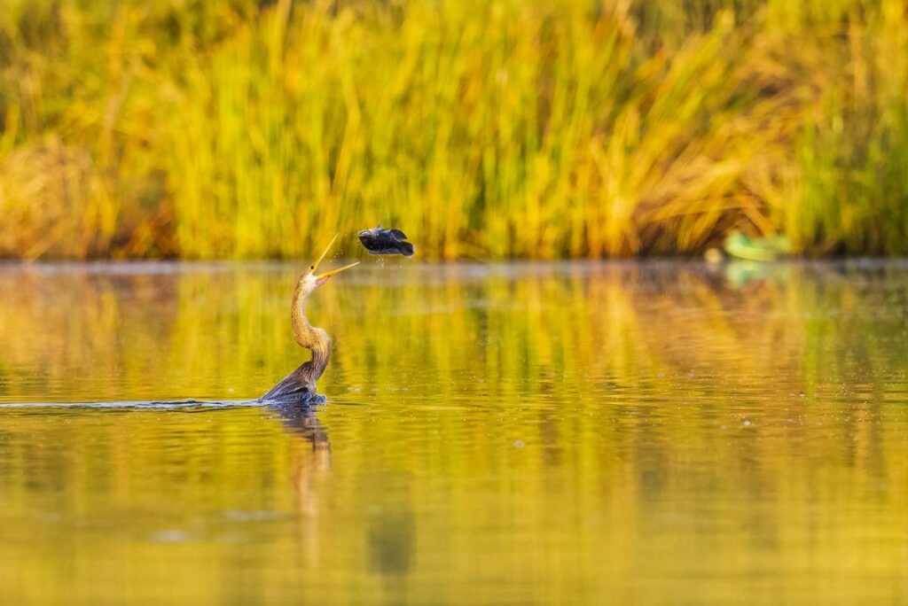 After spearing a fish, an Anhinga tosses it into the air to position it for swallowing. - Faraaz Abdool