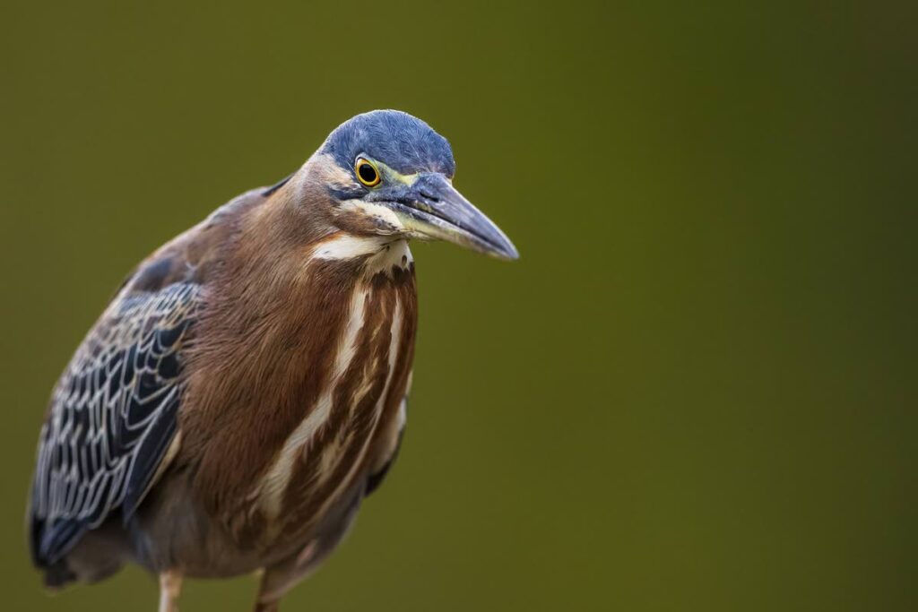 Green Herons are often too preoccupied with hunting to bother about human observers. 