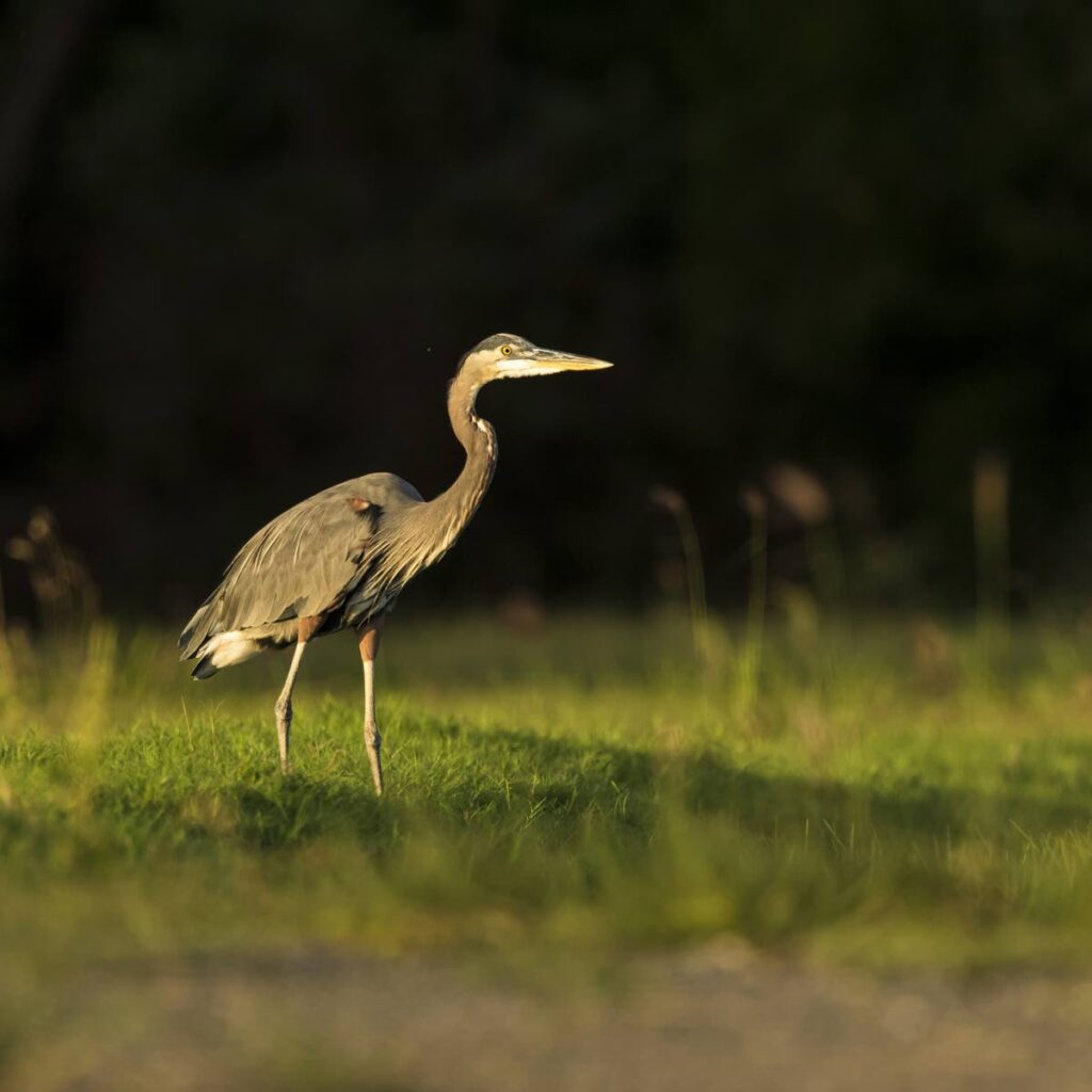 The Great Blue Heron is a big bird in Tobago! 