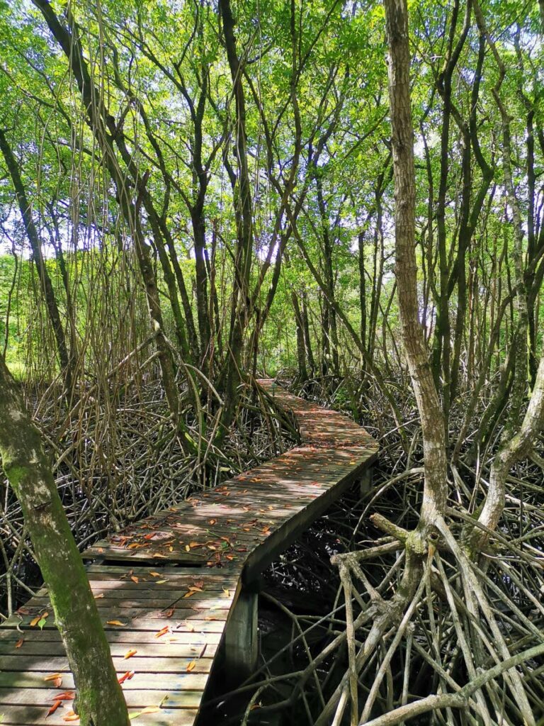 Petit Trou mangrove boardwalk. - Courtesy Renuka Ramgoolam