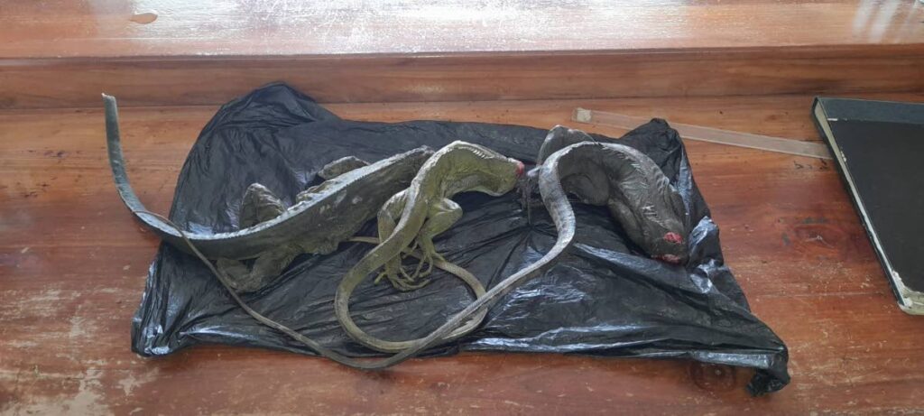Three dead iguanas were found and seized by police at a house in San Souci on Wednesday morning. 
Police arrested three people for possession of the carcasses. 

PHOTO COURTESY TTPS 