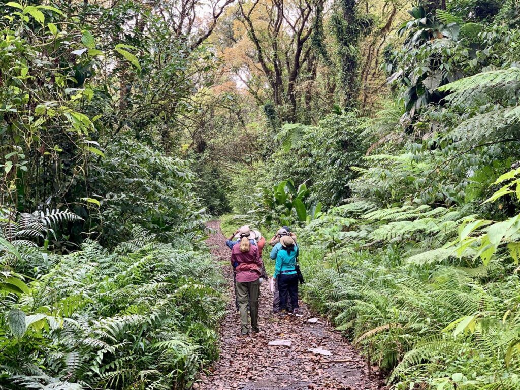 A group of birders along one of the beautifully maintained forest trails in the Pitons du Carbet, the oldest mountain range on Martinique.   - Courtesy Joanne Husain