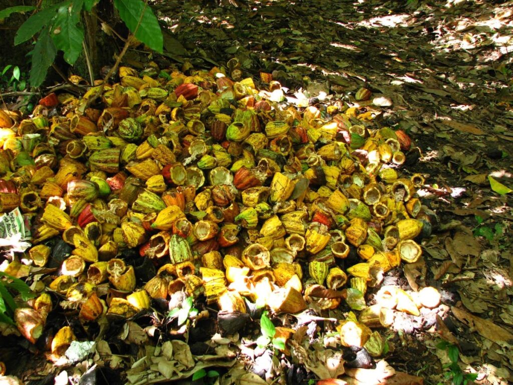 Empty cocoa pods to be returned to the soil after harvest. - 