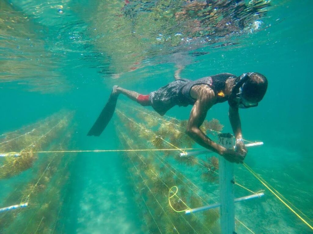 Vertical seamoss farm Mayreau, St Vincent and the Grenadines.

 - Courtesy SusGren