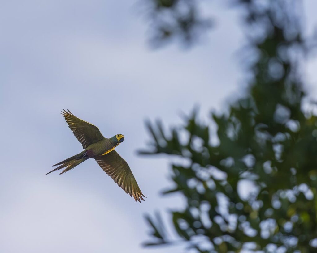 A red-bellied macaw flies past at twilight. - Faraaz Abdool