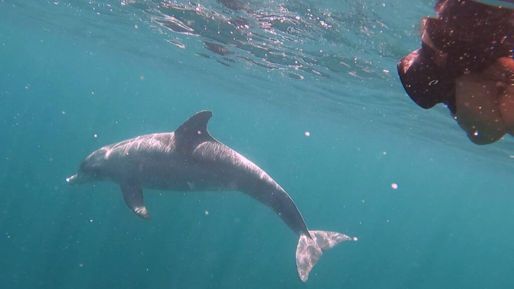 Rough-tooth dolphins off Rocky Point Tobago. Photo courtesy Anjani Ganase -