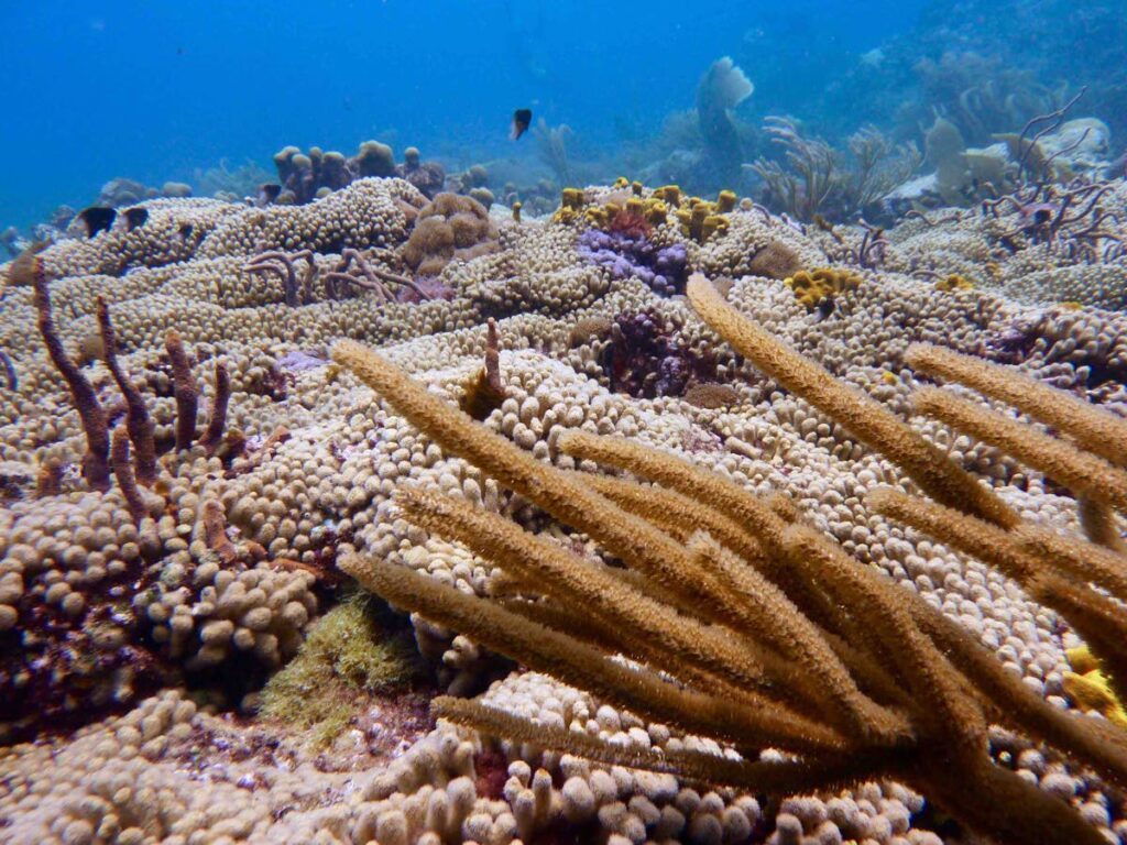 Coral reef flat of Angel Reef. Photo by Anjani Ganase - 