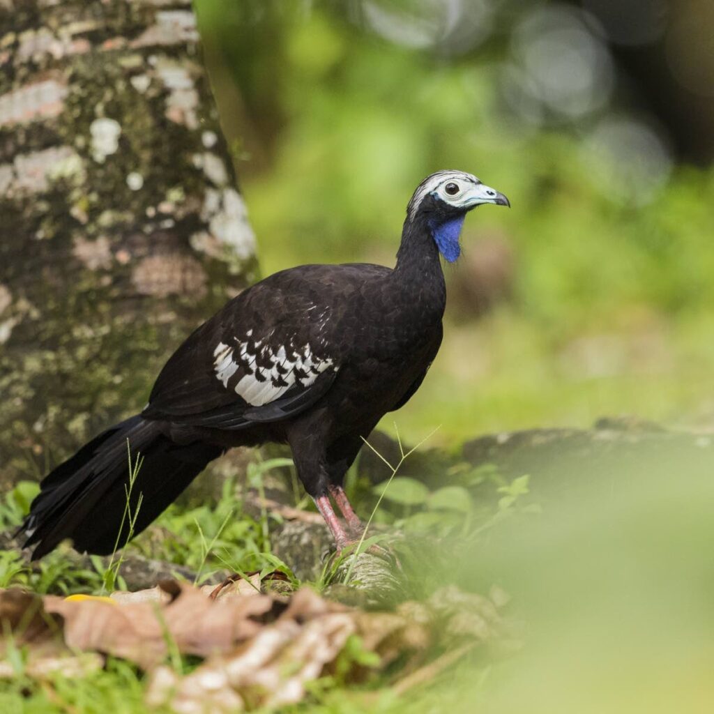 A Trinidad piping-guan or pawi in a tree in the Northern Range. - 