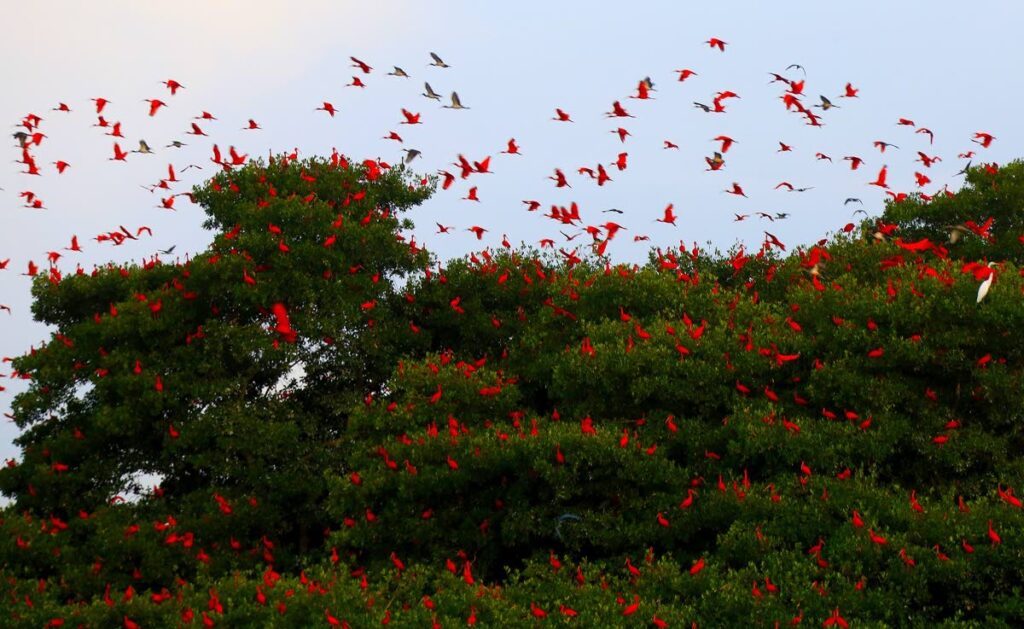 Spectacular scarlet ibises paint the skies over the Caroni Bird Sanctuary. - Andrea De Silva