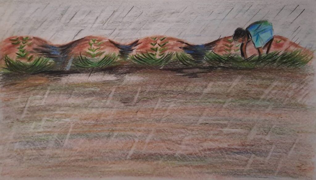 Farmers use fertilisers and insecticides on their crops and the rain washes some of those chemicals into the river.  - Illustrated by Tyler Villaruel
