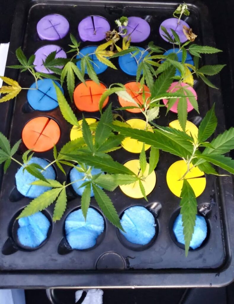 Marijuana seedlings found growing at the home of a Valencia man who is believed to have operated an online marijuana selling business. Photo courtesy TTPS -