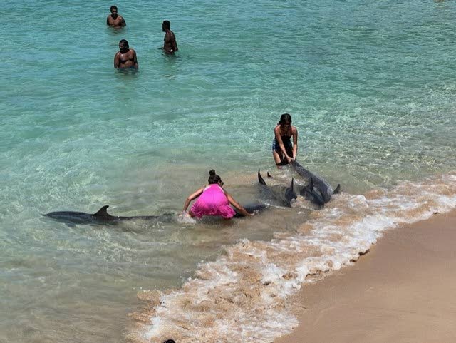 Beachgoers help to guide Atlantic spotted dolphins back to sea after they beached at Store Bay, Tobago on Tuesday. Photo by Debra de Montrichard - 