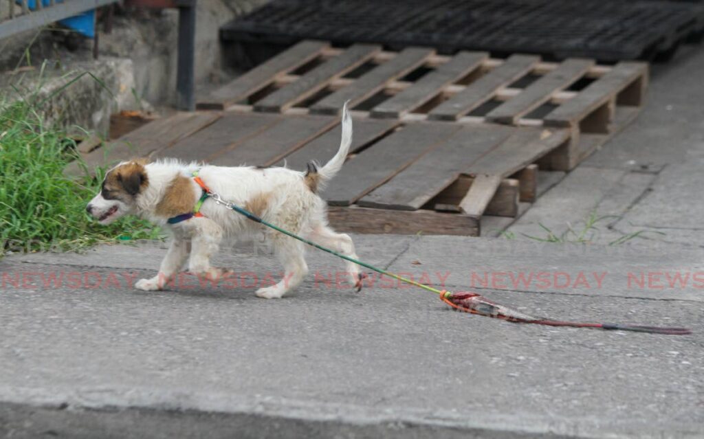 In this file photo, a dog drags a fish along the Eastern Main Road, Tunapuna.  - Photo by Angelo Marcelle