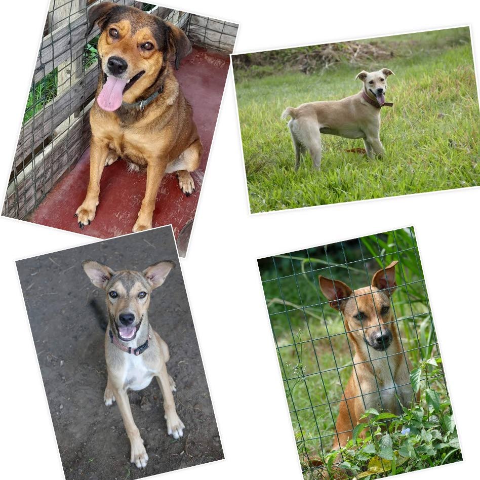 A montage of the four doggies up for urgent adoption.  - 