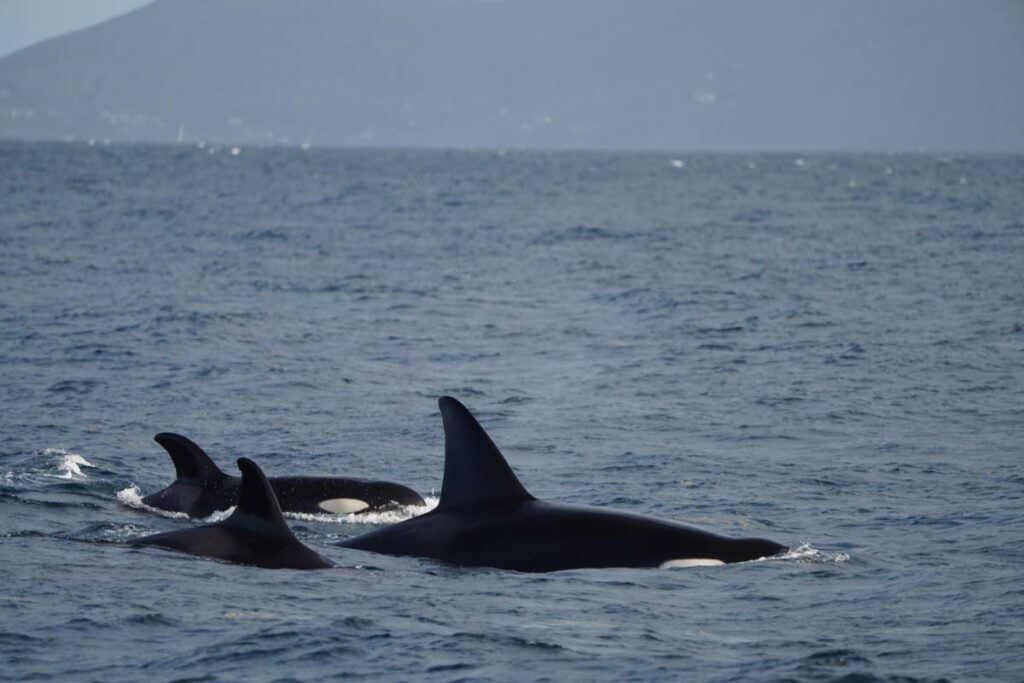 Orcas seen off St Vincent and the Grenadines.  Photo courtesy CCS - 