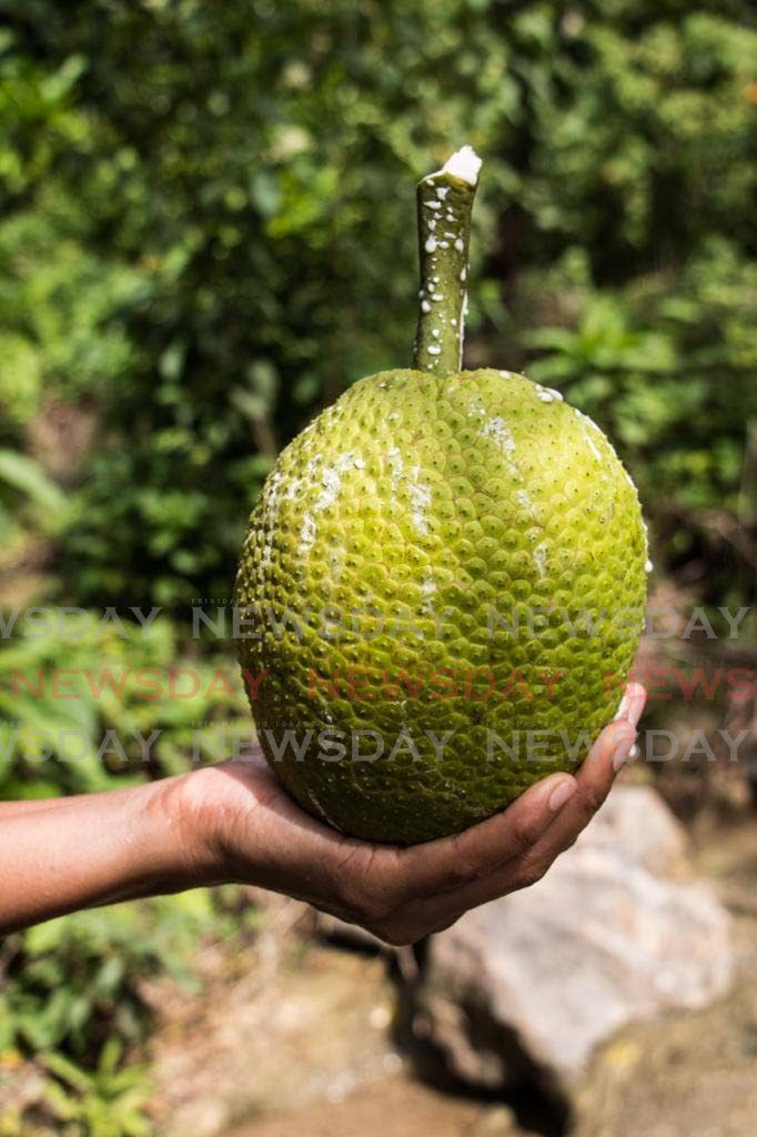 A file photo of freshly-picked breadfruit in the Heights of Aripo - 