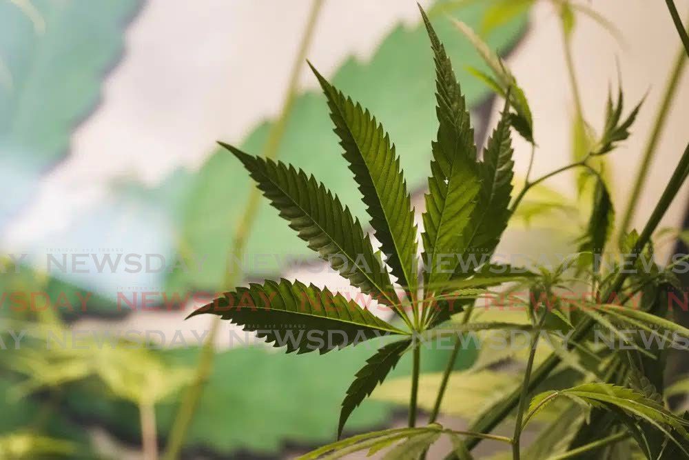 The leaves of a growing cannabis or hemp plant.  - 