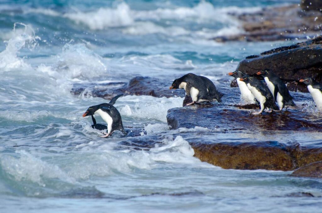 Who takes the first leap: Rockhopper penguins diving into the water at Saunders Island, The Falklands.  - Photo by Anjani Ganase