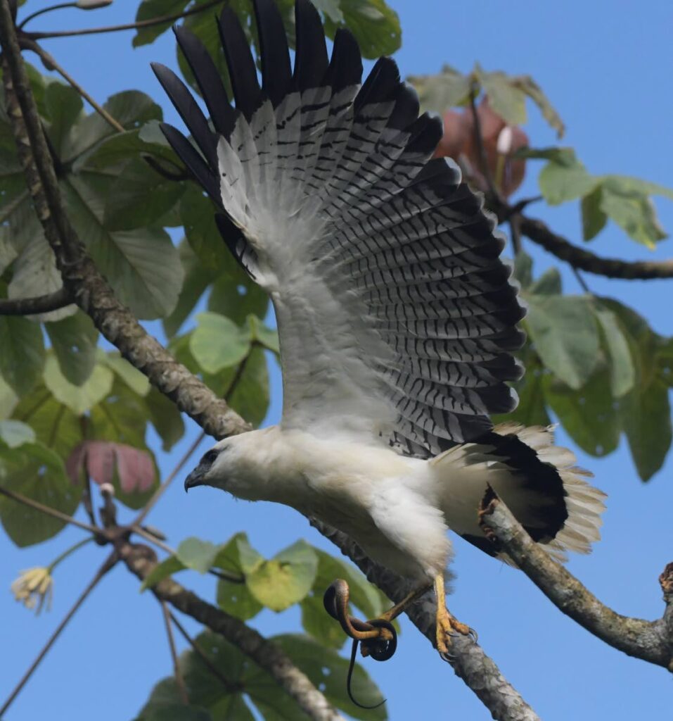 A white hawk wih a small snake in its talons.  - Photo by Sham Sahadeo