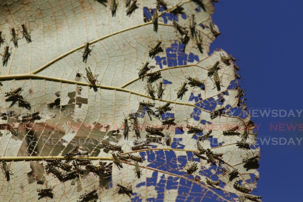 Locusts such as these seen on this tree leaf, is currently plaguing farmers and residents in parts of Penal. FILE PHOTO - 