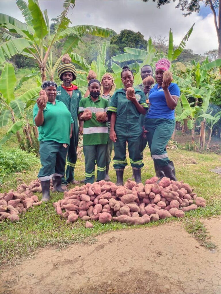 Graduates of FAO's Farmer Field School show off their sweet potato crop in 2021. 
 Photo courtesy FAO