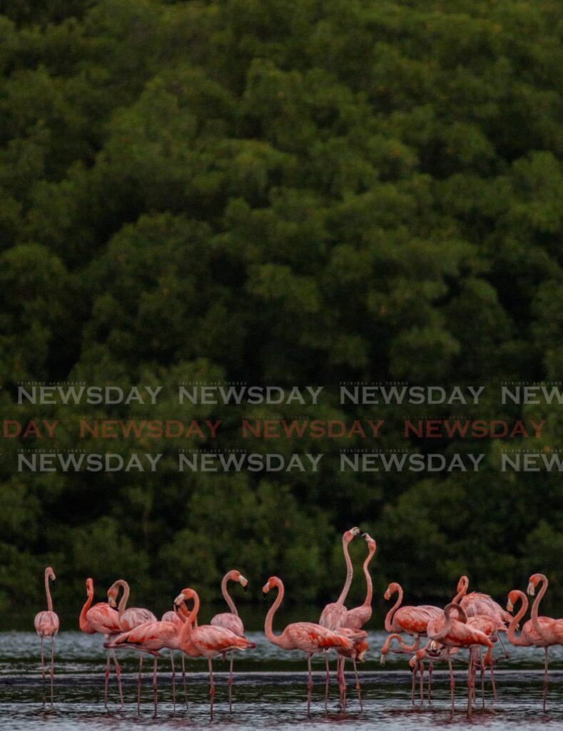 Flamingos at their home in the Caroni Swamp. - Photo by Jeff K Mayers