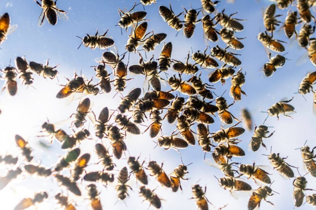 A swarm of bees - File photo