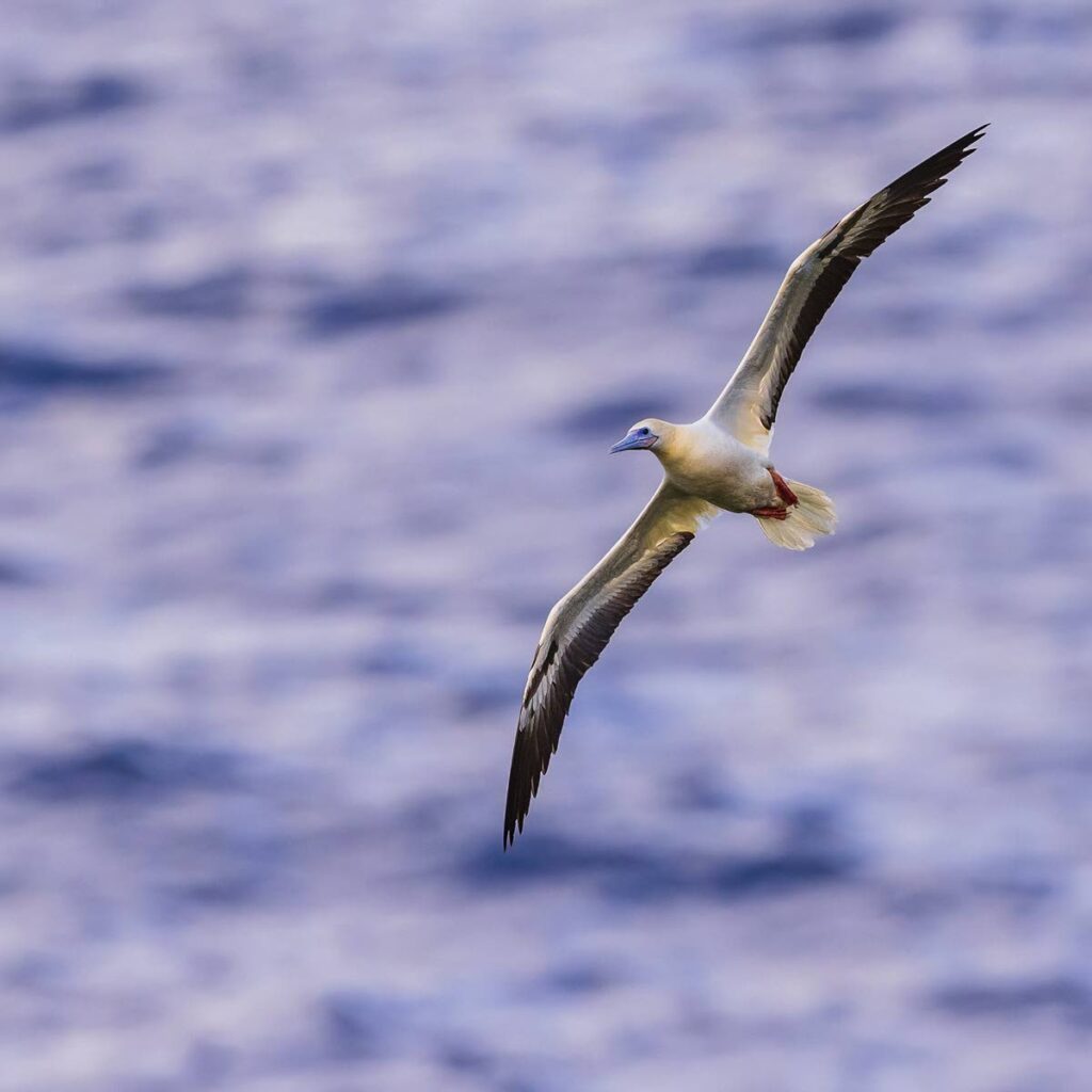 Red-footed booby - Photo by Faraaz Abdool