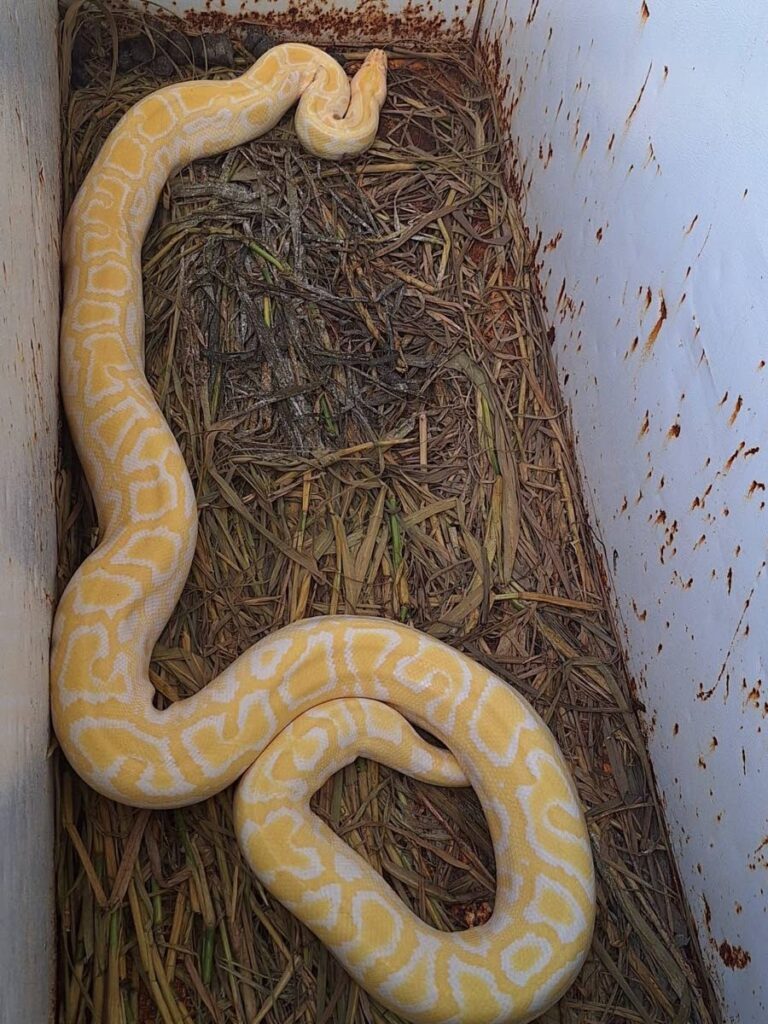 The albino Burmese python that was rescued in the Las Lomas area on February 10. - Photo courtesy the Ministry of Agriculture