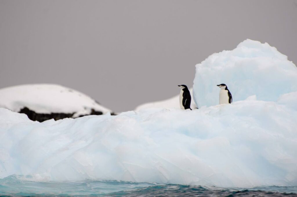 Chinstraps penguins - Photo by Anjani Ganase