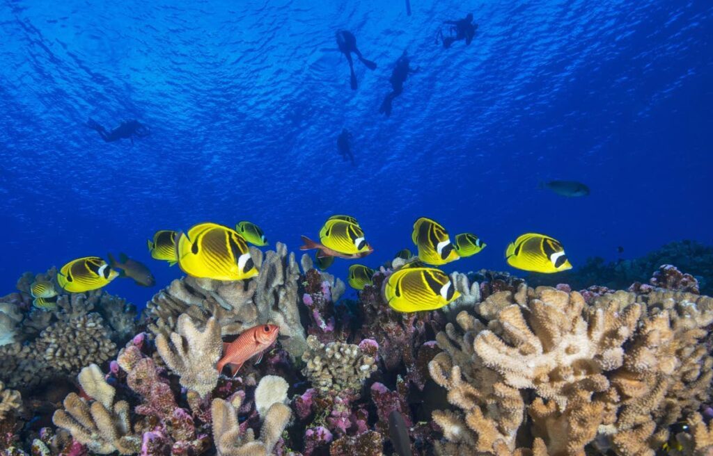 Butterflyfish on a coral reef in Tahiti. Photo courtesy Jayne Jenkins / Ocean Image Bank - 