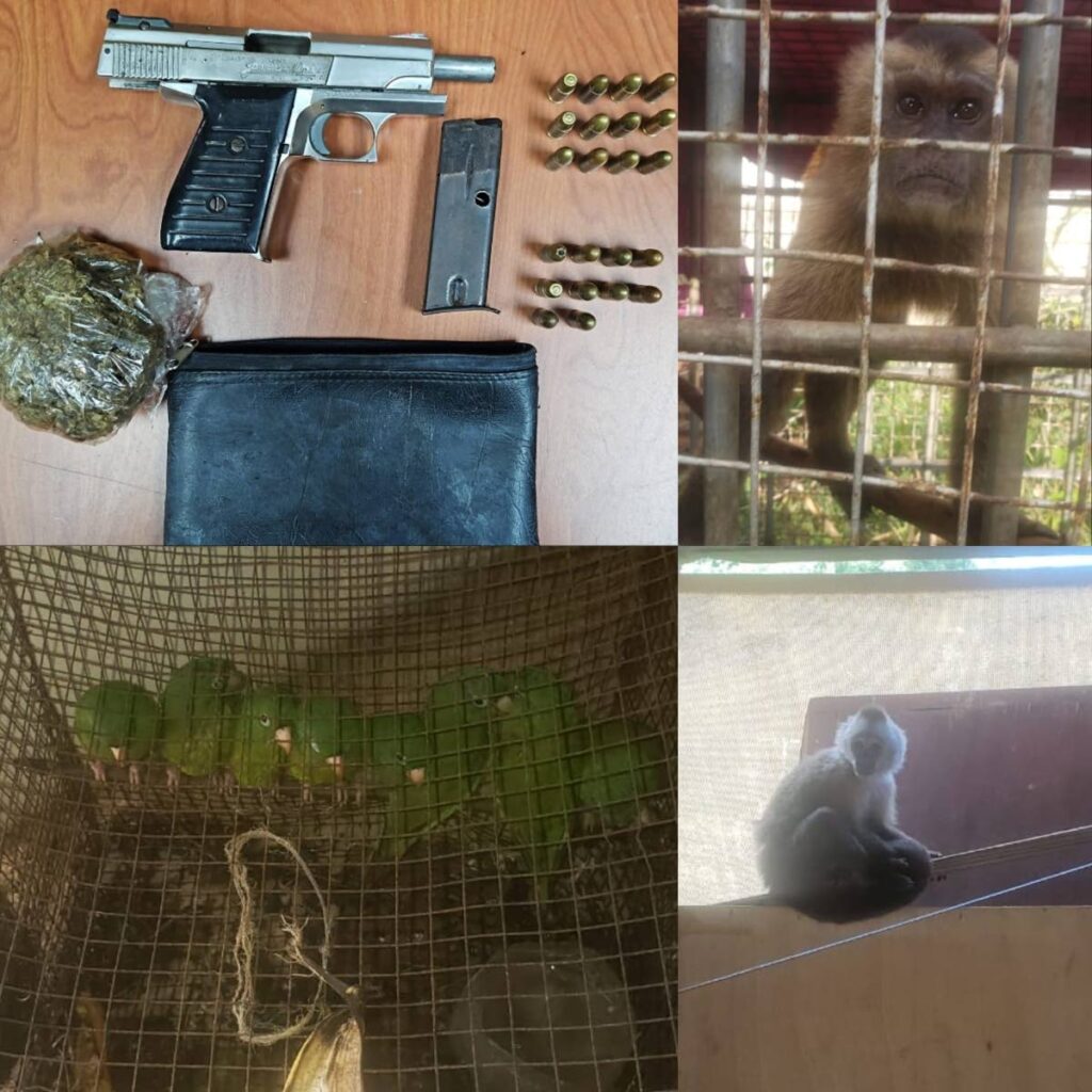 Exotic parakeets, capuchin monkeys, a firearm, and drugs among items seized by police on February 23 - Photo courtesy TTPS