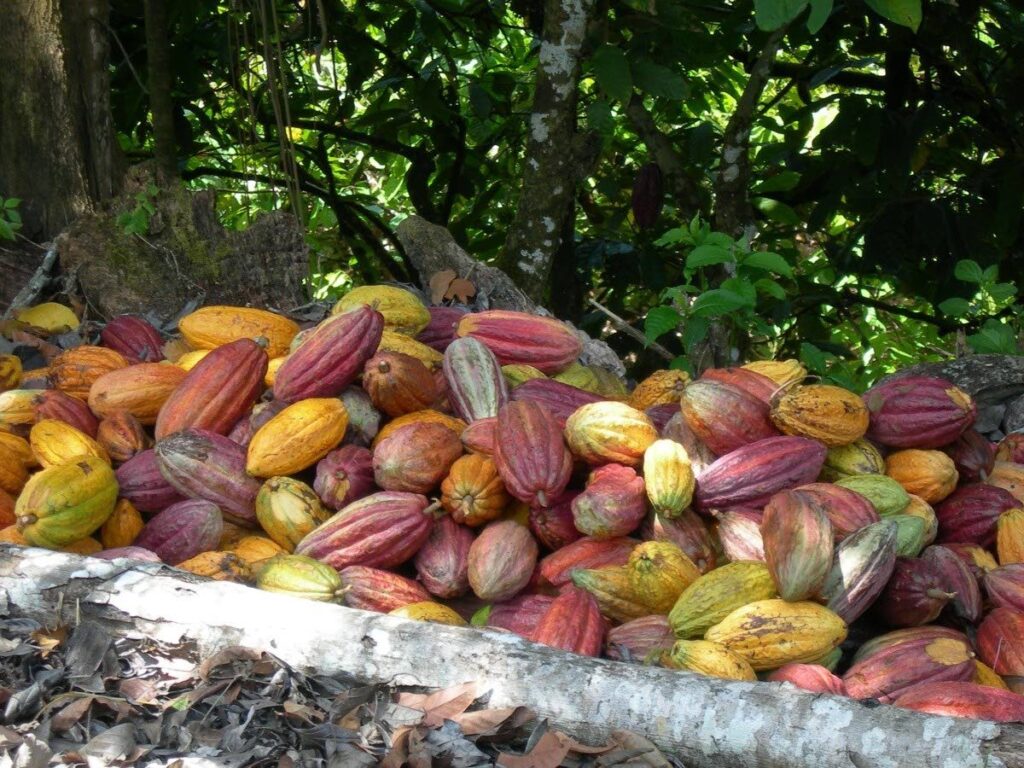 Cocoa pods in the sun just after harvesting. - 