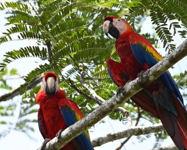 Once found across 85 per cent of Costa Rica's territory, Scarlet Macaws today only exist in the country's Central Pacific region. Through scientific and educational efforts and ecotourism, Scarlet macaw numbers are increasing as local residents appreciate this species for the socioeconomic development of their communities. - Photo courtesy Tim Baker