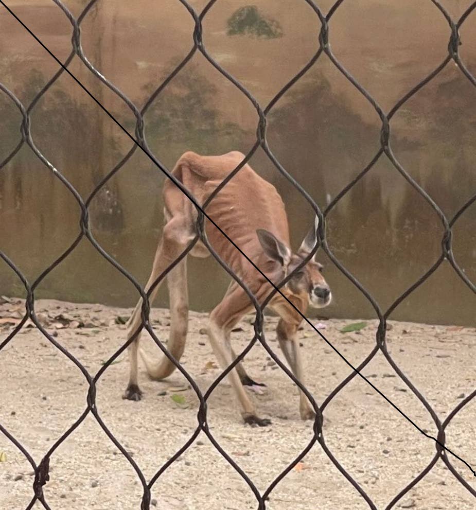 A photo of a red tailed kangaroo believed to be at the Emperor Valley Zoo taken from social media. - 