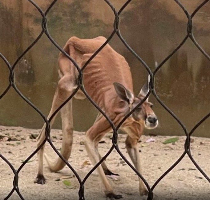 SOCIAL MEDIA STAR: This photo of an emaciated kangaroo was posted to social media earlier this week, prompting an investigation by the Ministry of Agriculture, which said on Thursday, that the animal in question was in fair condition and being cared for by zoo officials in keeping with standard animal care and welfare protocols. - Photo courtesy social media
