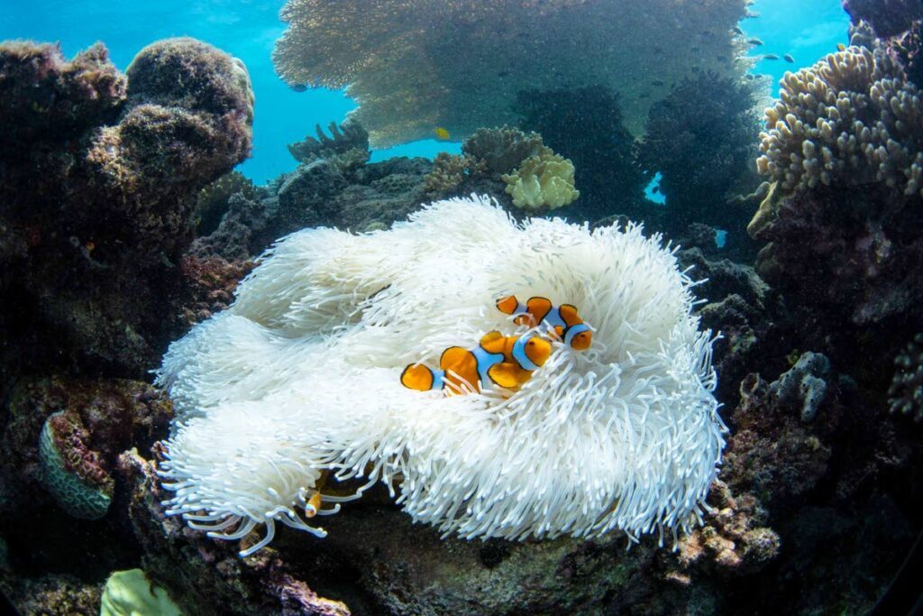 A pair of clownfish in their bleached sea anemone home on the Great Barrier Reef.   - The Ocean Agency / Ocean Image Bank