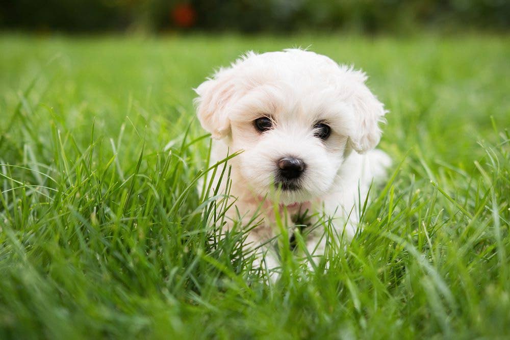 According to the Dog Academy website, this is how a teacup Maltese typically looks.  - Taken from Dog Academy website 