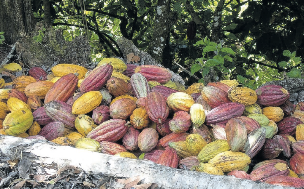 Cocoa pods in the sun just after harvesting. -
