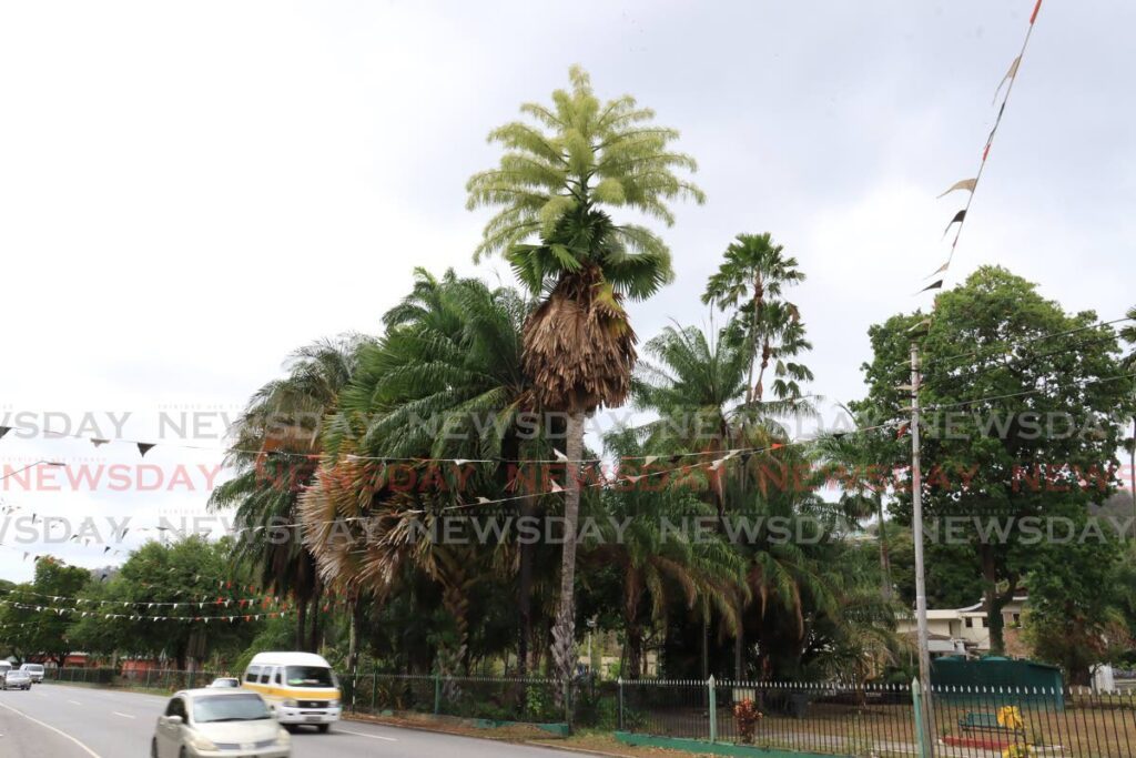 This blooming talipot palm is in the Royal Botanic Gardens in Port of Spain. - Photo by Roger Jacob
