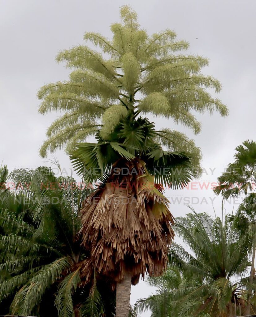 The talipot palm in the Botanic Gardens. - ROGER JACOB