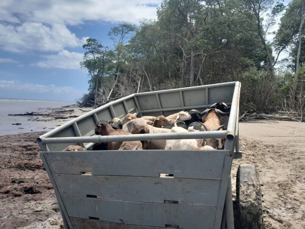 Animals discovered in a cart during an illegal smuggling attempt in Icacos on April 9. - Photo courtesy the Ministry of Agriculture
